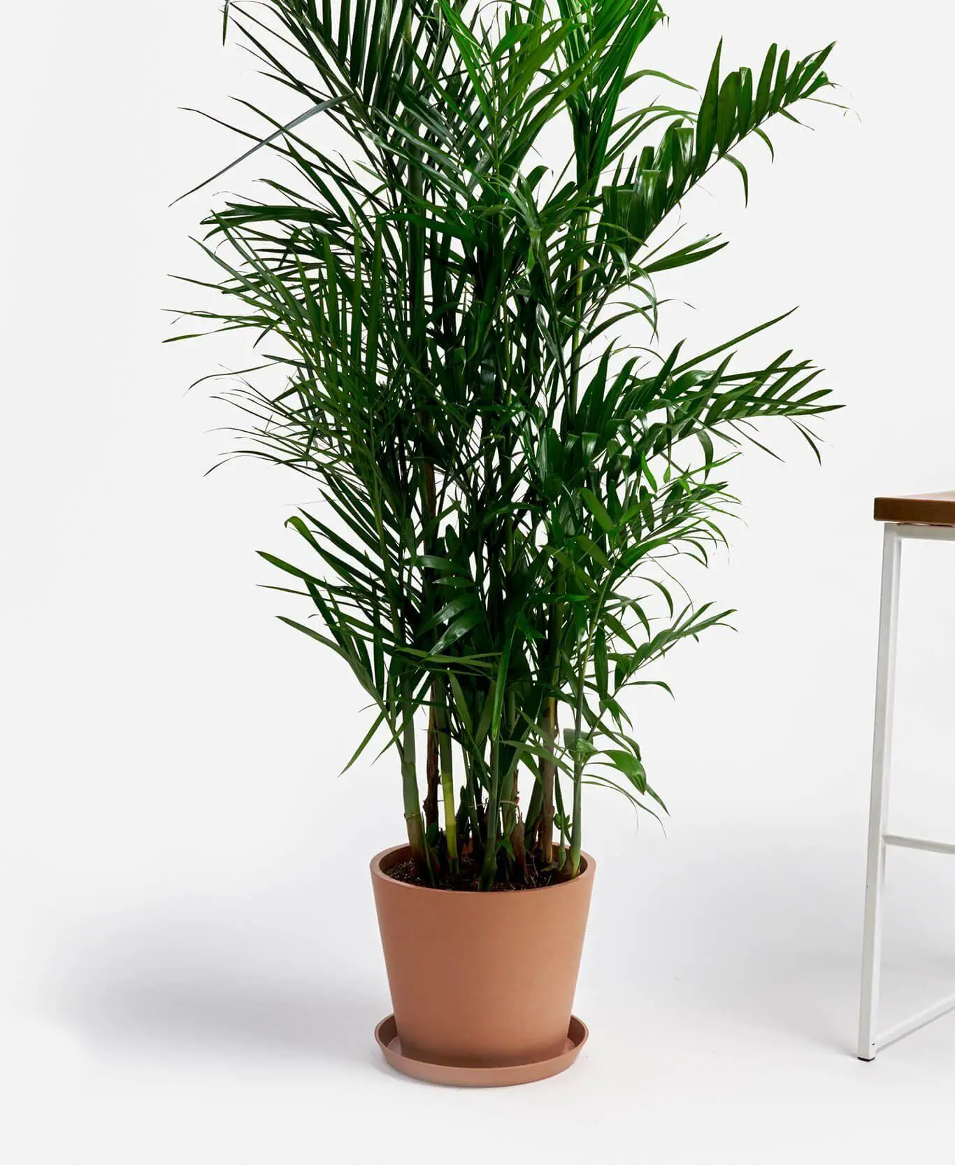 Buy Large, Potted Bamboo Palm Indoor Plant | Bloomscape in 2020 | Bamboo in pots, Bamboo palm indoor, Bamboo palm