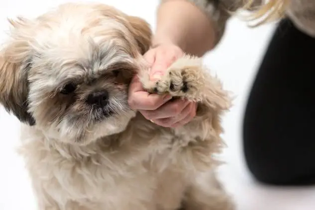 How To Clip Dog Nails At Home: A Precise And Comprehensive Guide