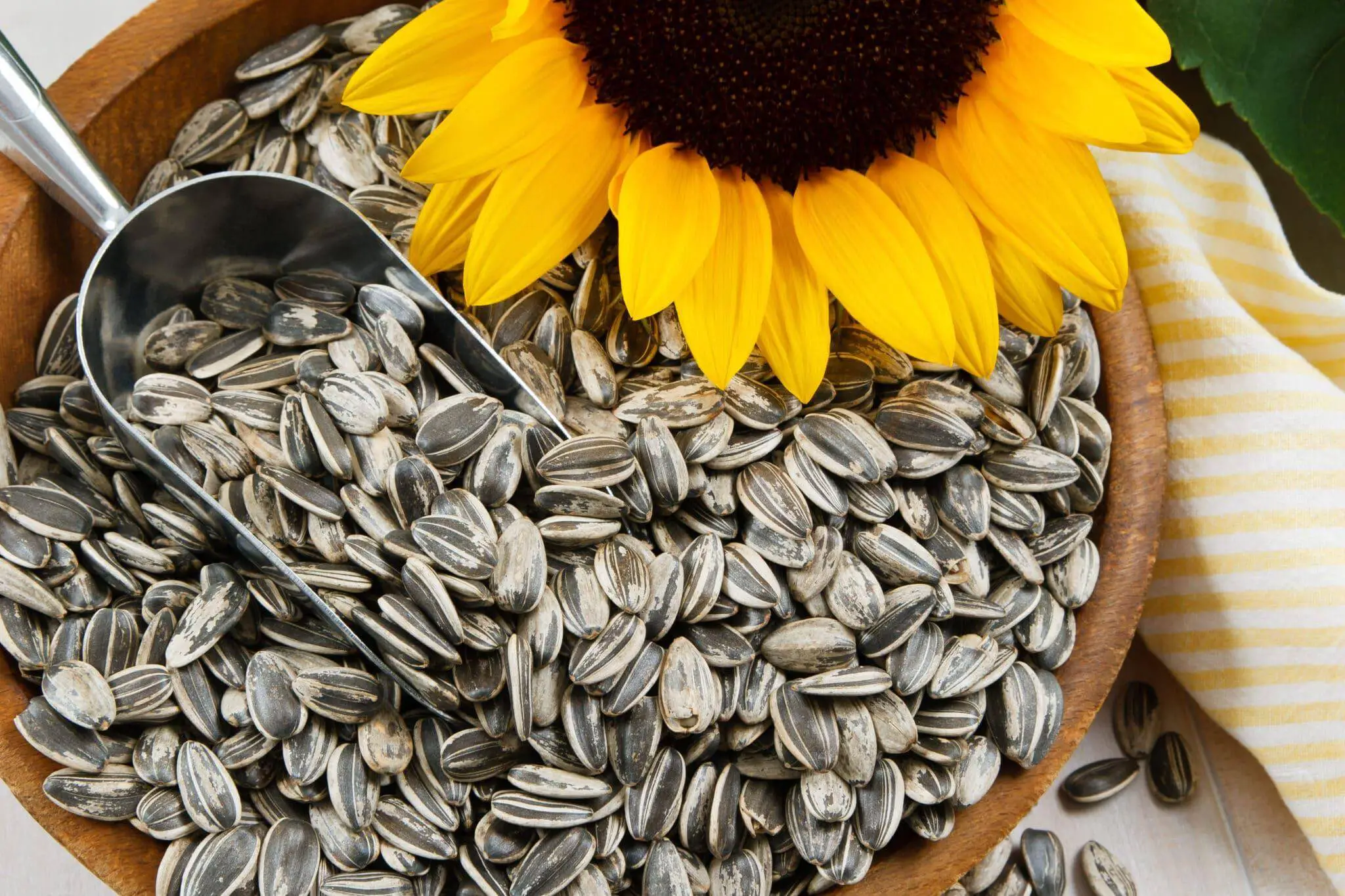 How to Harvest Sunflower Seeds: A Detailed Guide