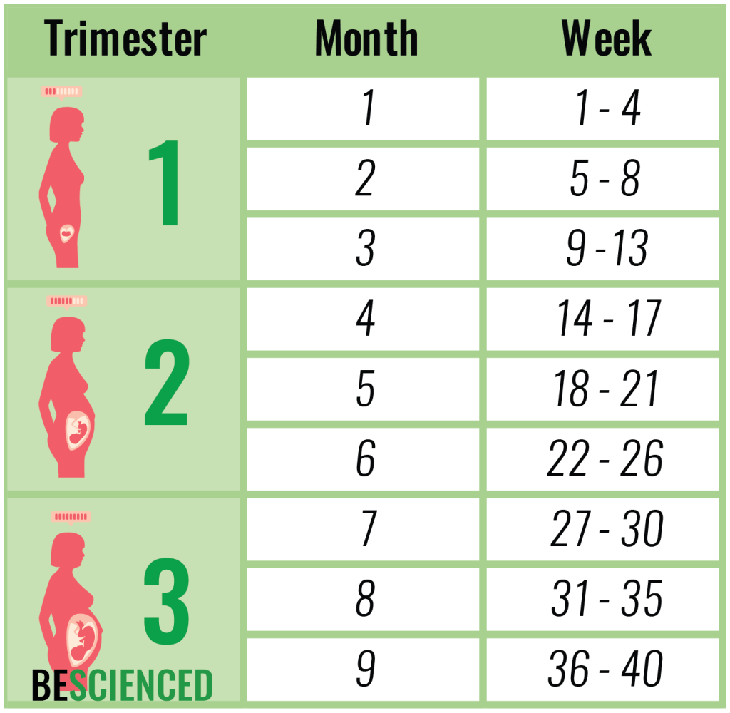 40 Weeks Pregnancy Calendar Week-By-Week (Most Precise) | SLECK