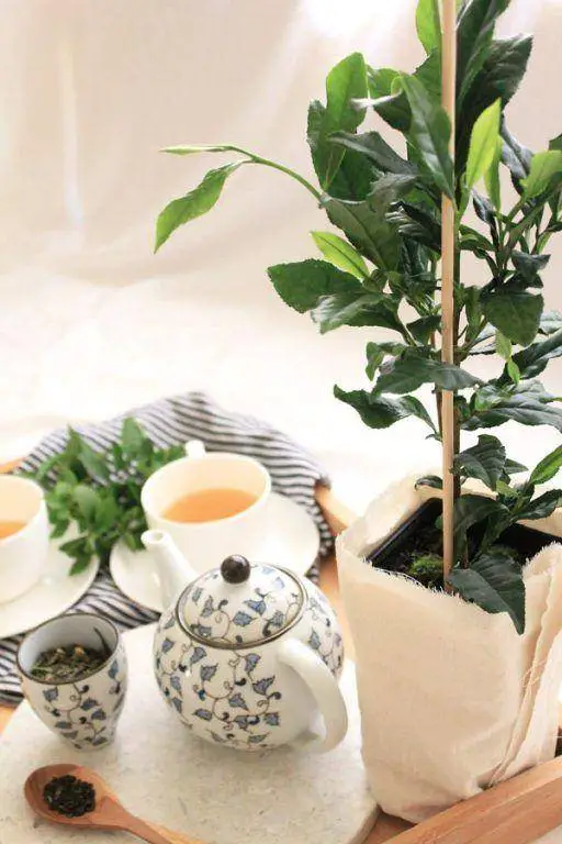 How To Grow Tea Leaves | A Complete Guide