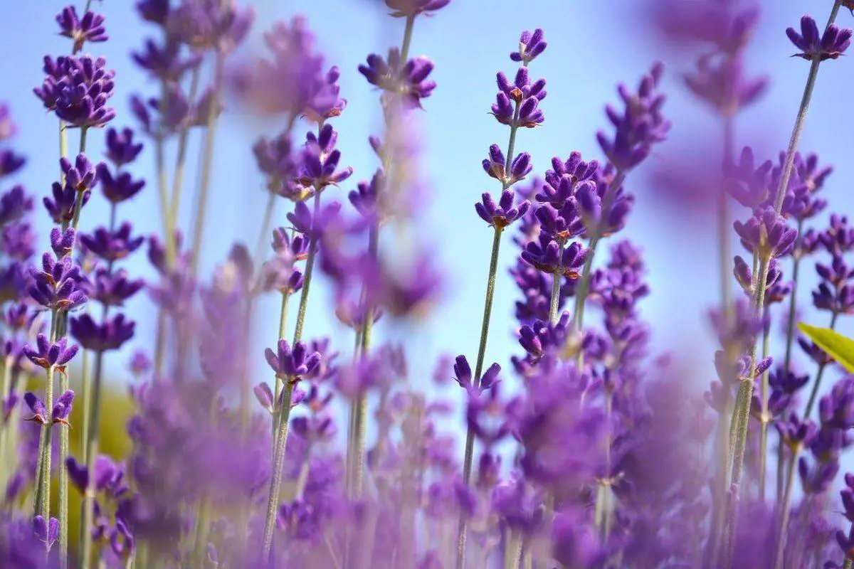 Lavender really does help you relax and could even treat anxiety, scientists reveal | The Independent | The Independent