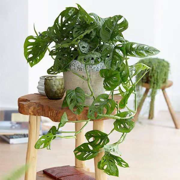 How to take care of swiss cheese plant?