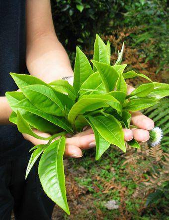 grow tea leaves 