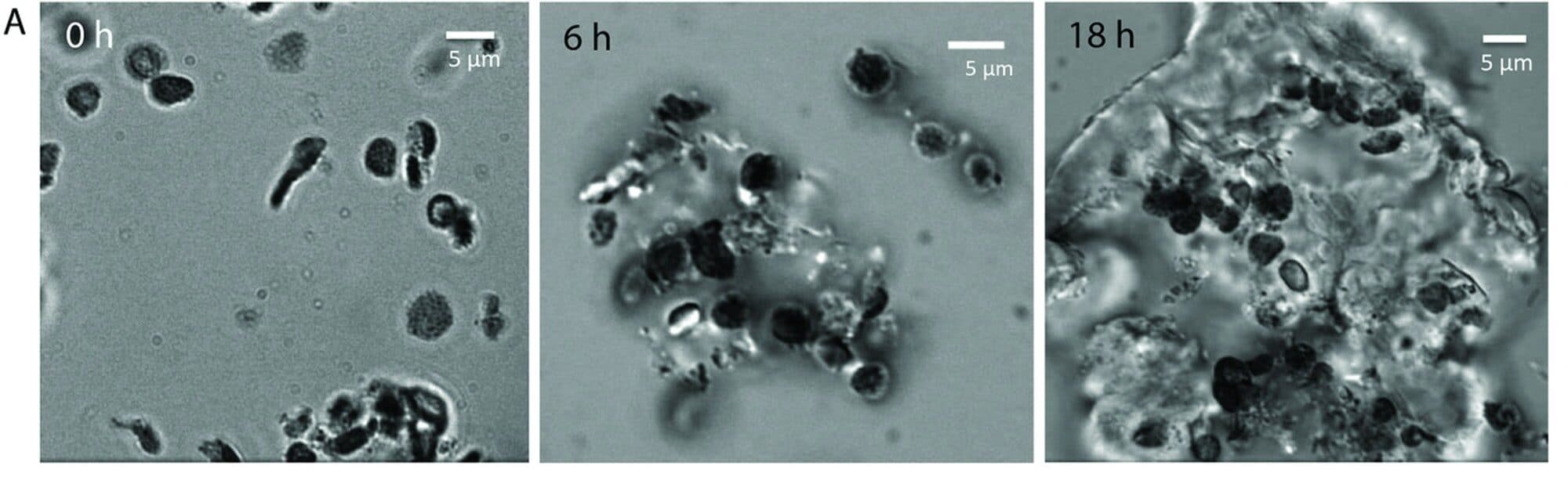 New Self-Healing, Carbon-Negative Material Could Help Fight Climate Change