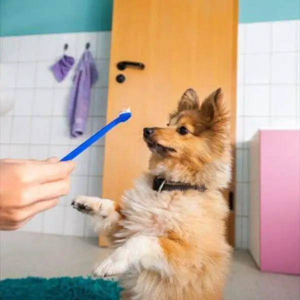 How To Brush your Dog’s Teeth Correctly? Know These Best  Ways And Tips
