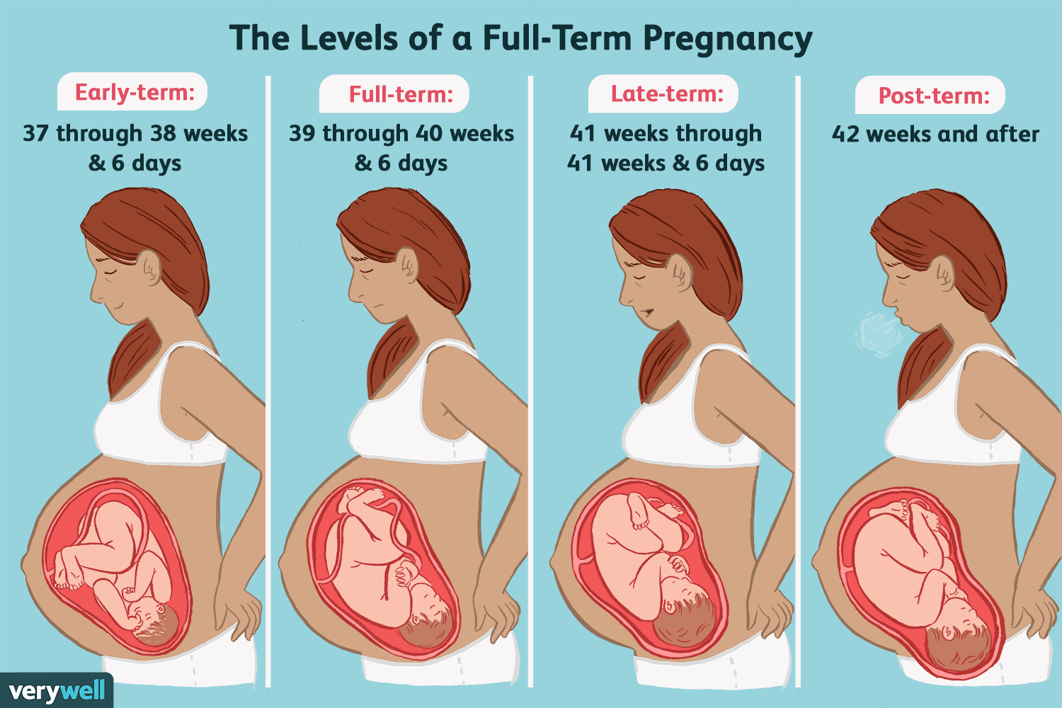 Pregnancy Calendar