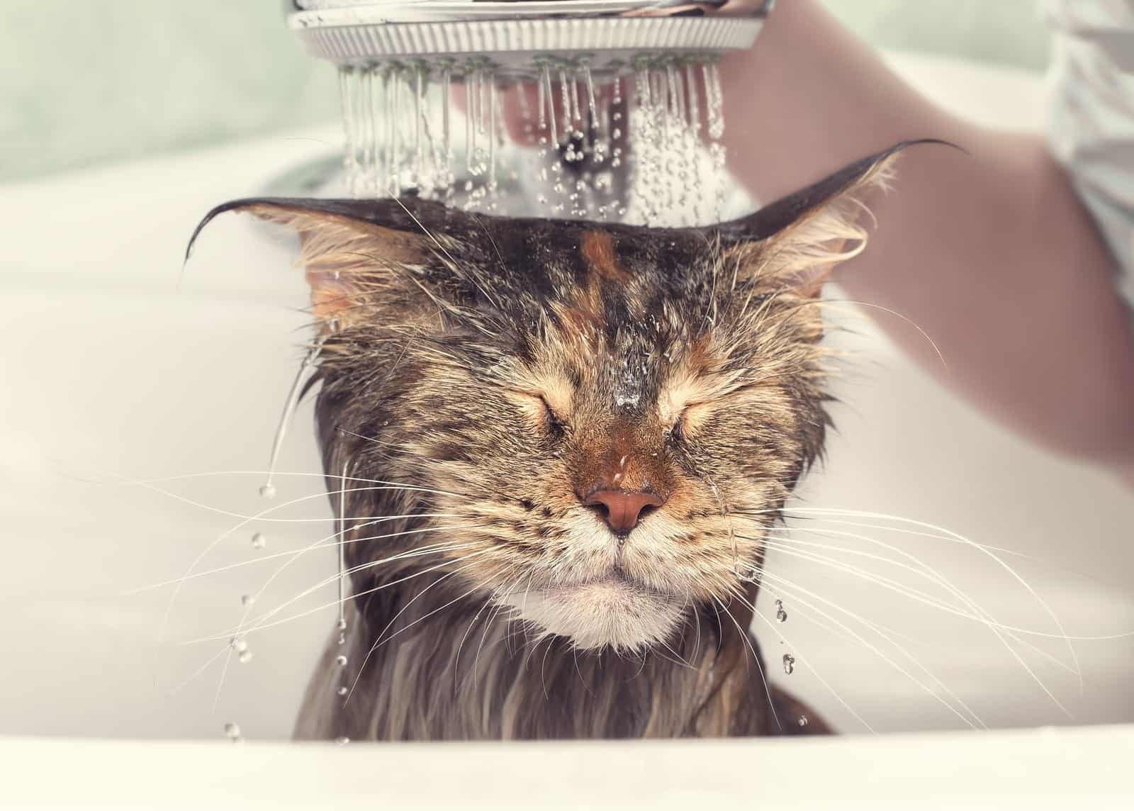 why do cats hate water