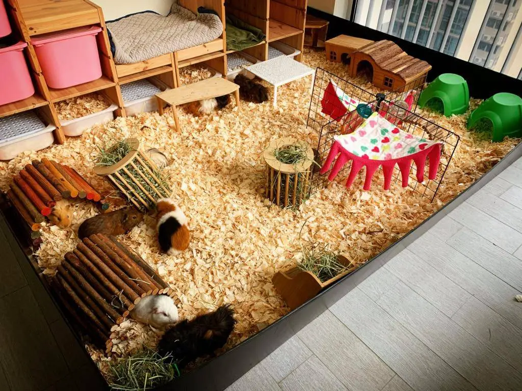 best beddings for guinea pigs