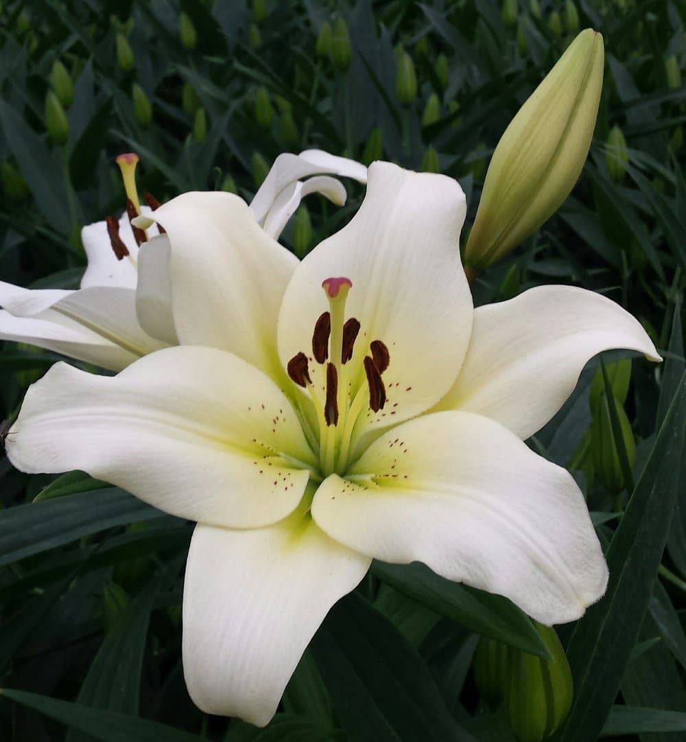 stargazer lily