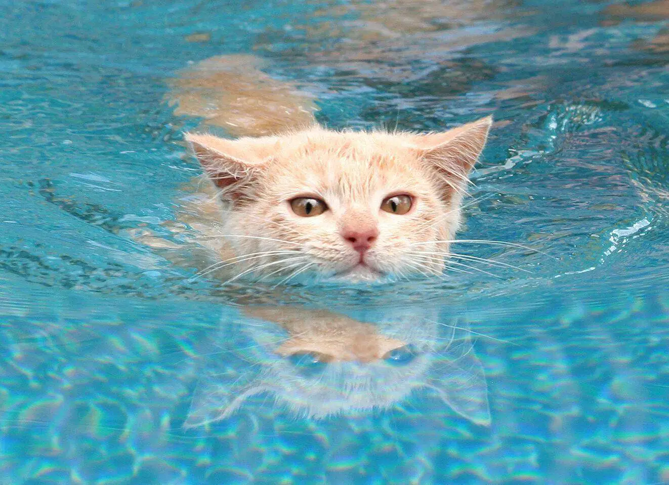 why do cats hate water