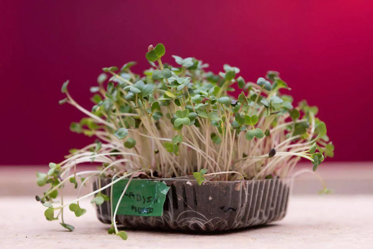 how to grow microgreens at home