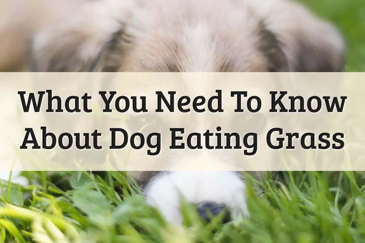 Why do dogs eat grass: Interesting Facts you Must Know