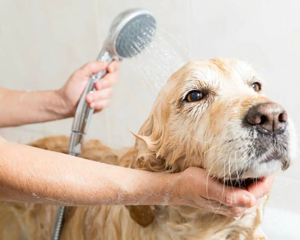 How Often Can You Bathe a Dog | All You Need To Know
