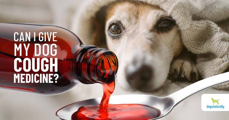 dog cough remedies