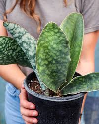 Whale Fin Plant : Best Care Tips