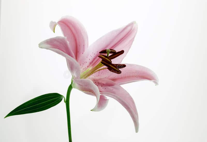 stargazer lily