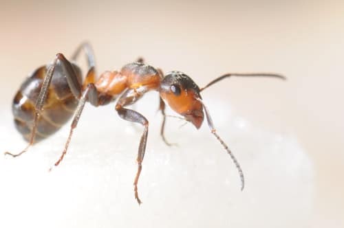 An Easy Guide On How To Get Rid Of Sugar Ants: If You Are Troubled By These Red Monsters