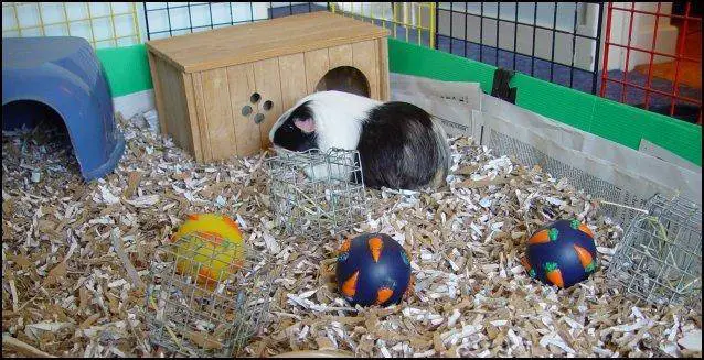 best beddings for guinea pigs