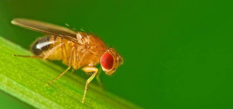 how to get rid of fruitflies