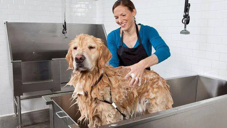 how often can you bathe a dog