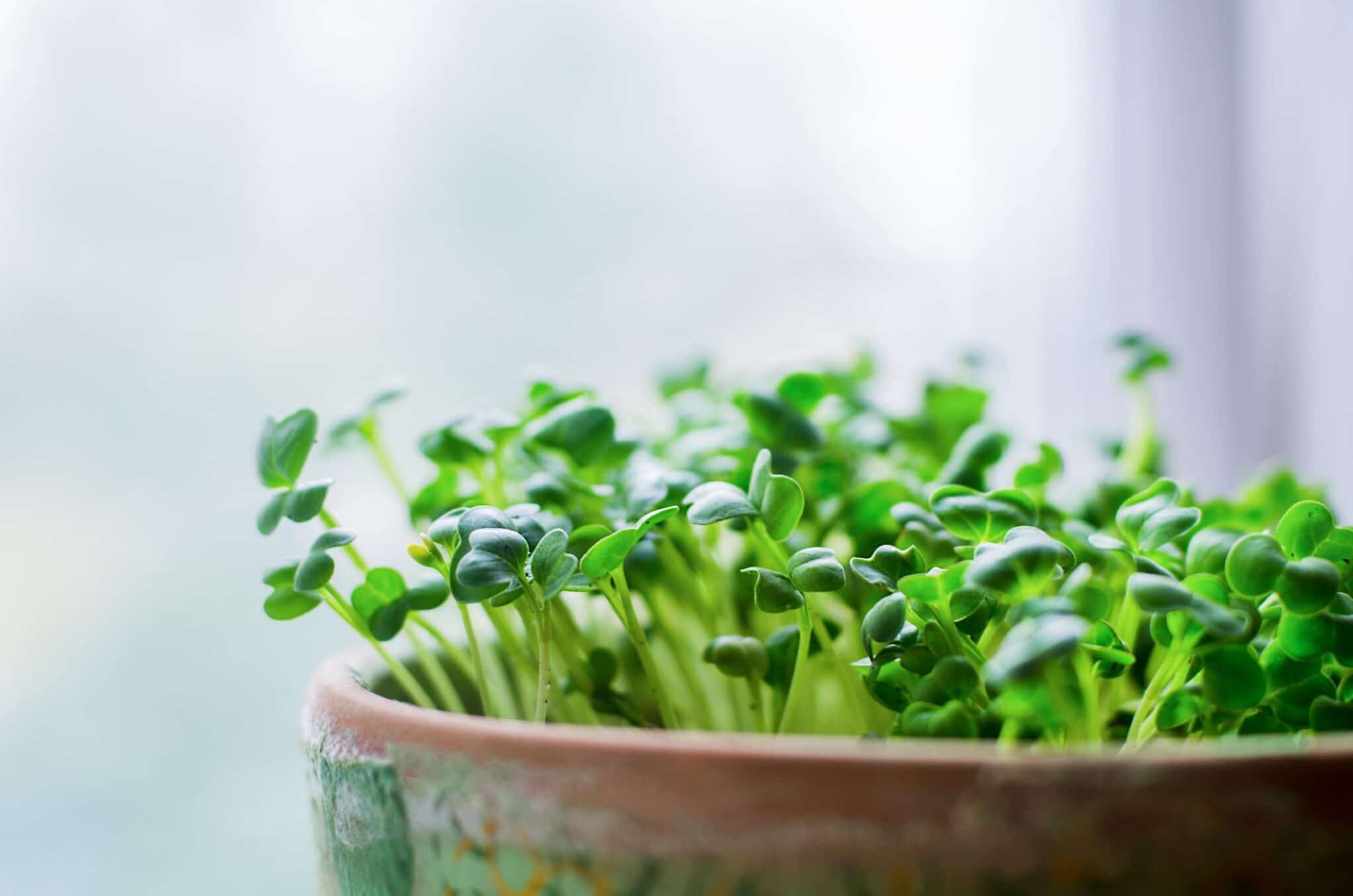 How to grow microgreens at home