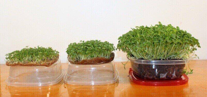 how to grow microgreens at home