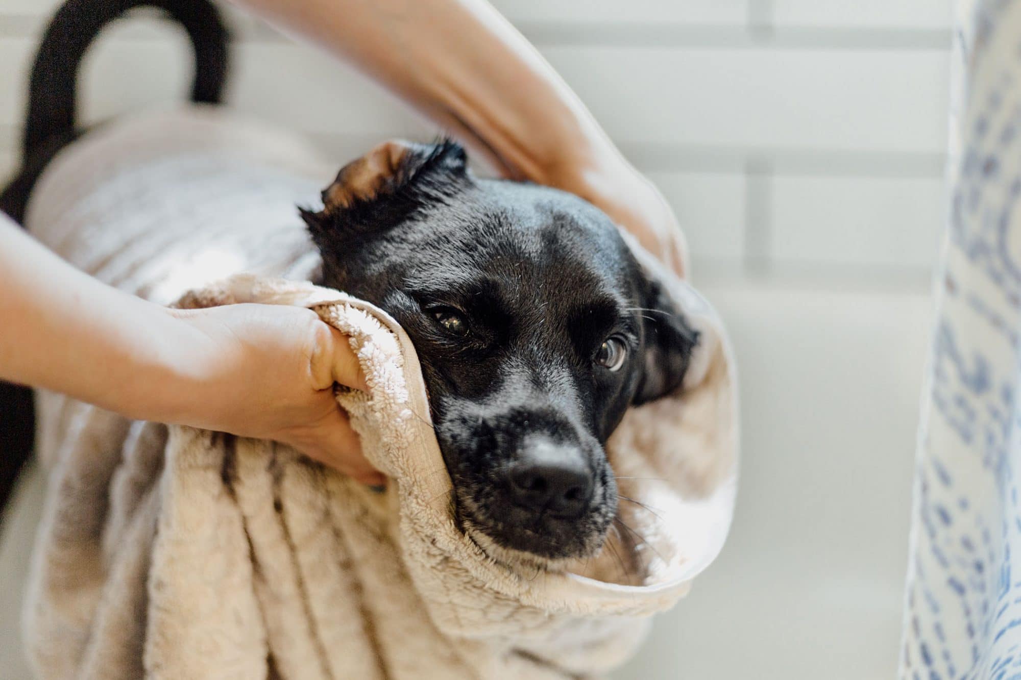 How often can you bathe a dog