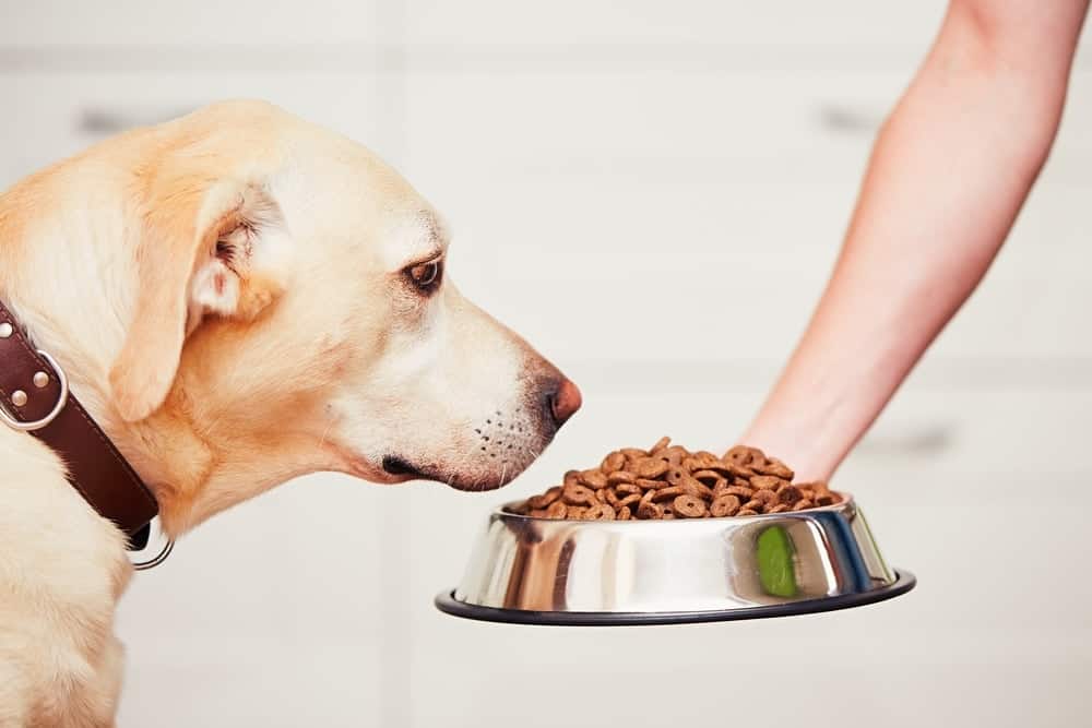 low protein dog food