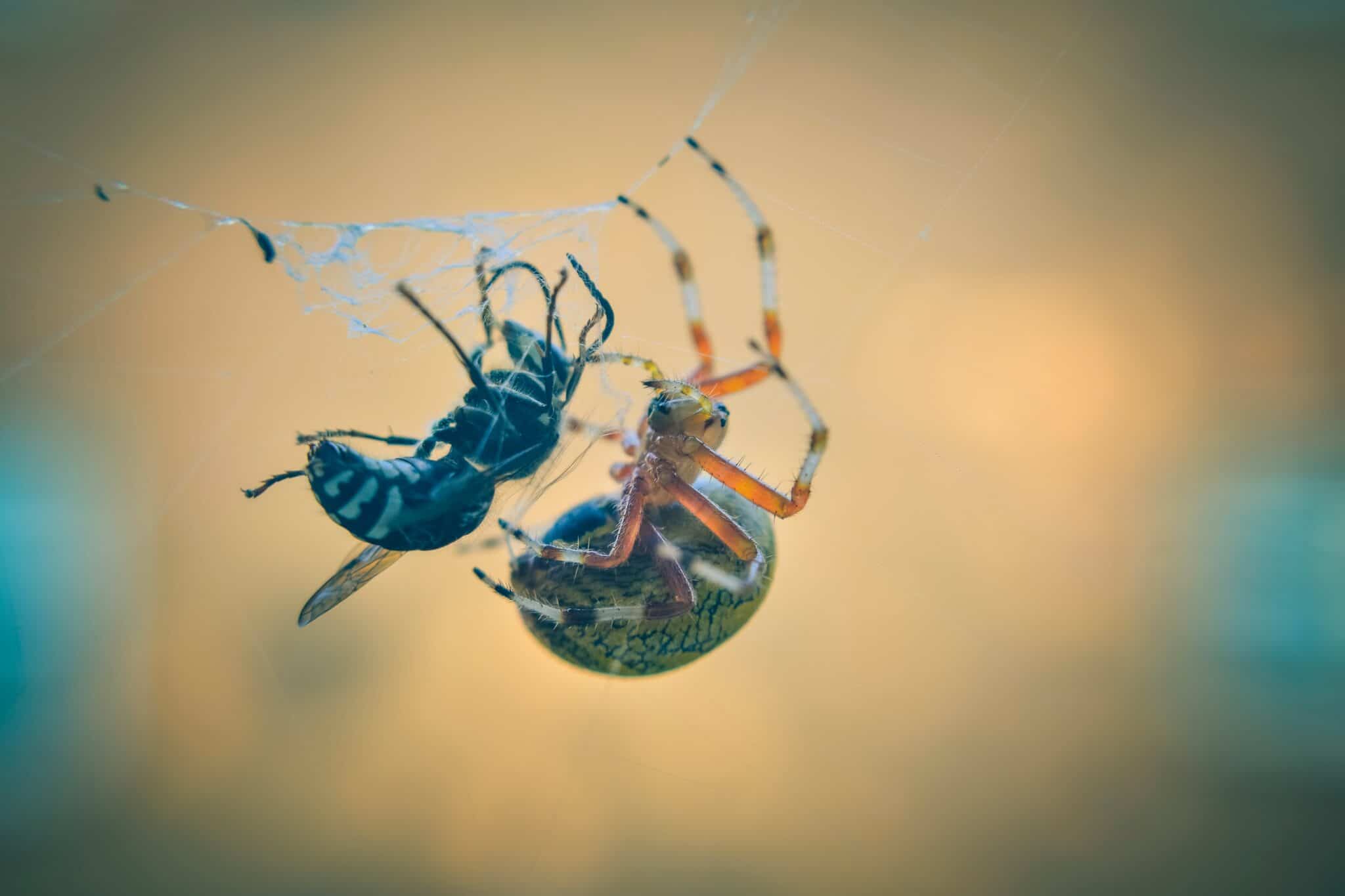 how to keep wasps away