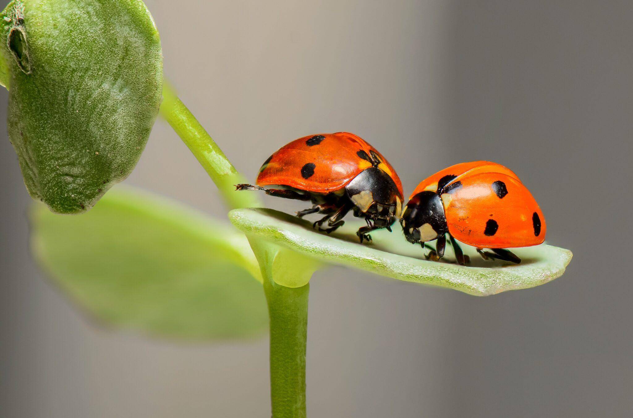 How To Get Rid Of Ladybugs – Best 10 Tips That Work