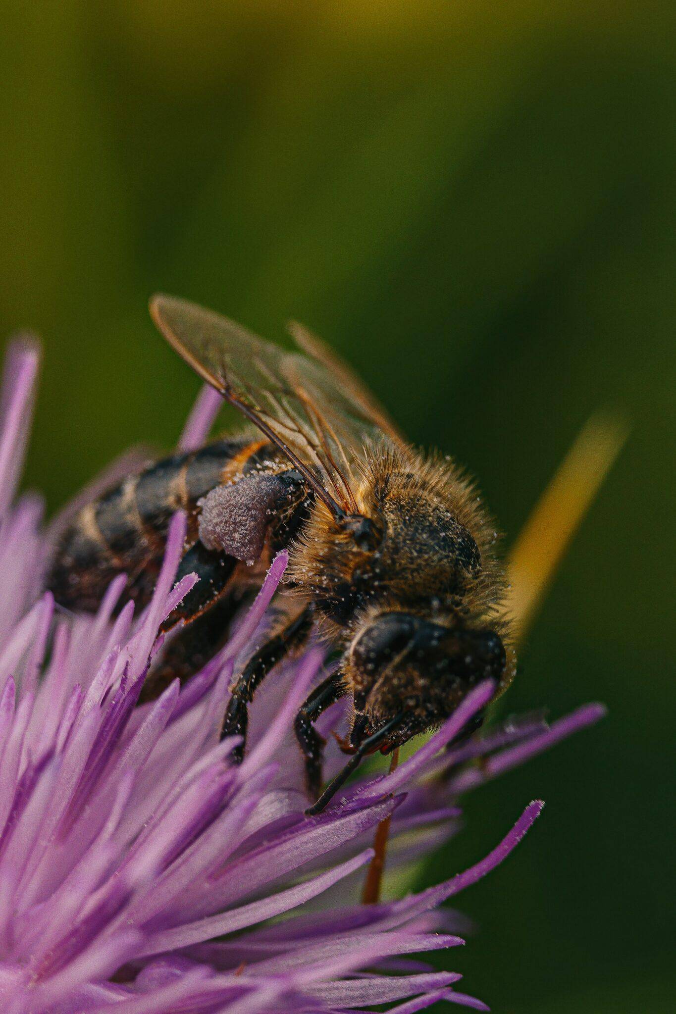 how to keep wasps away