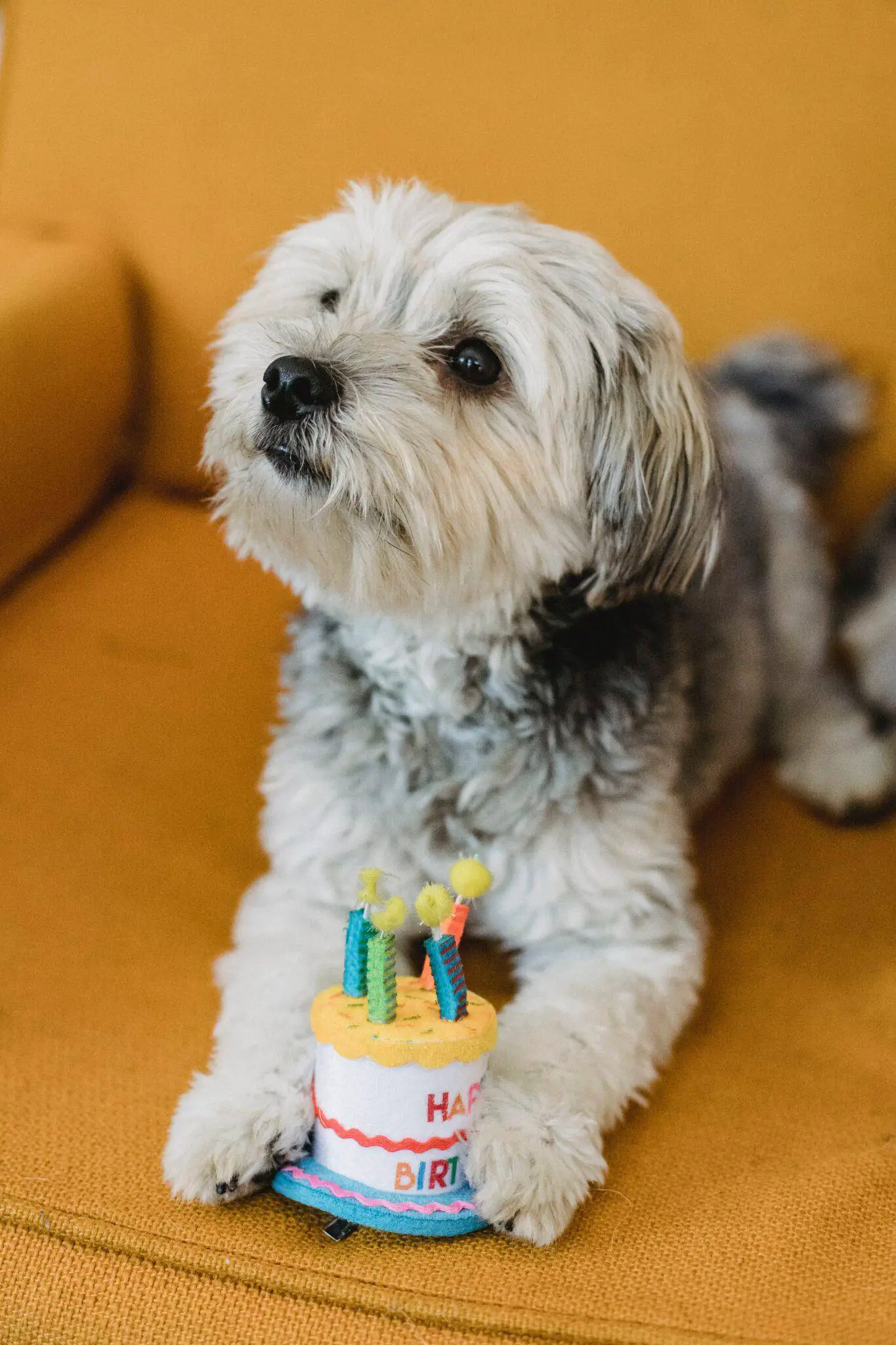 Dog birthday cake recipes