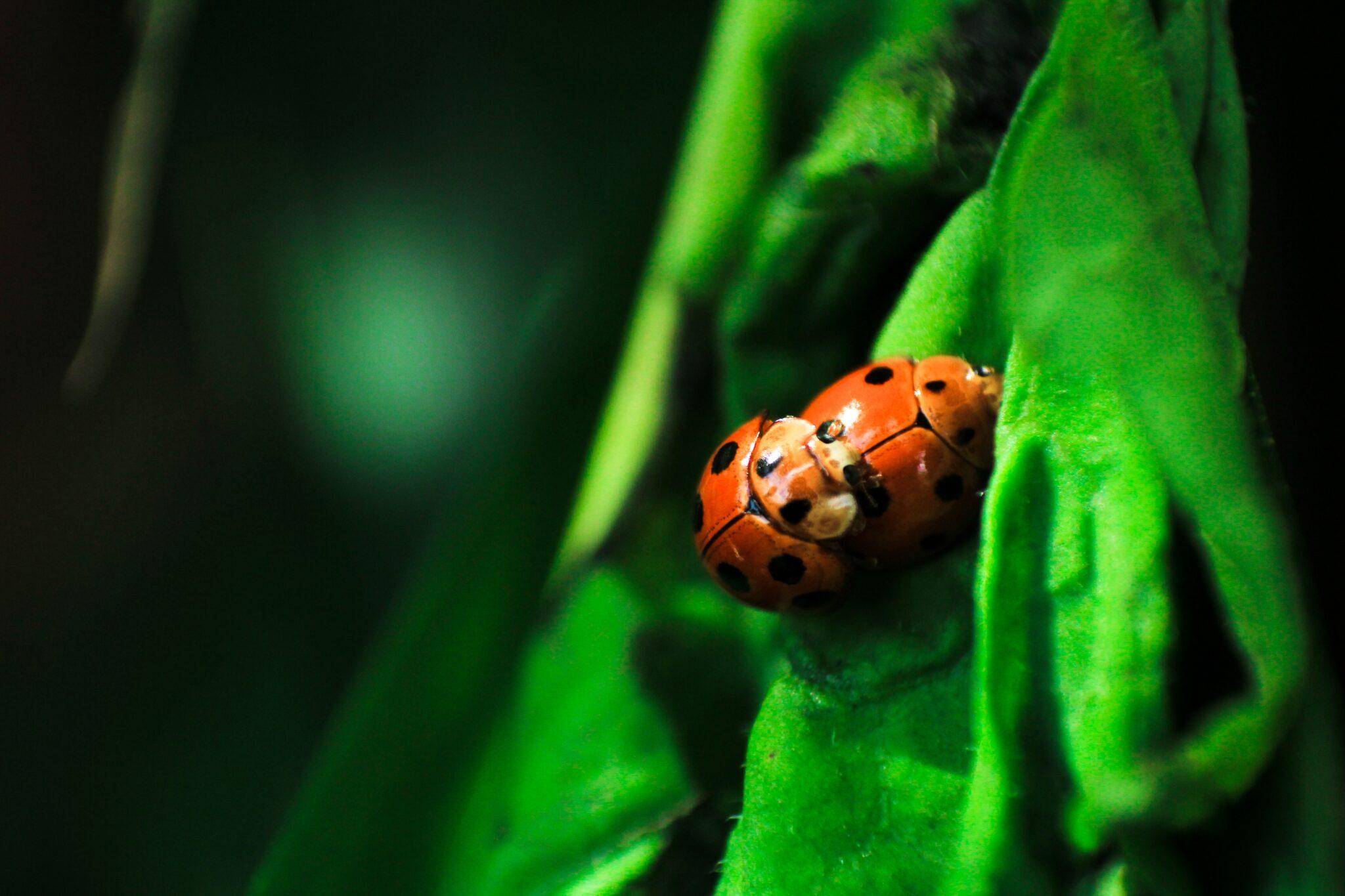 how to get rid of ladybugs