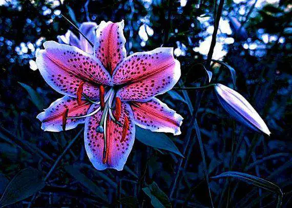 stargazer lily