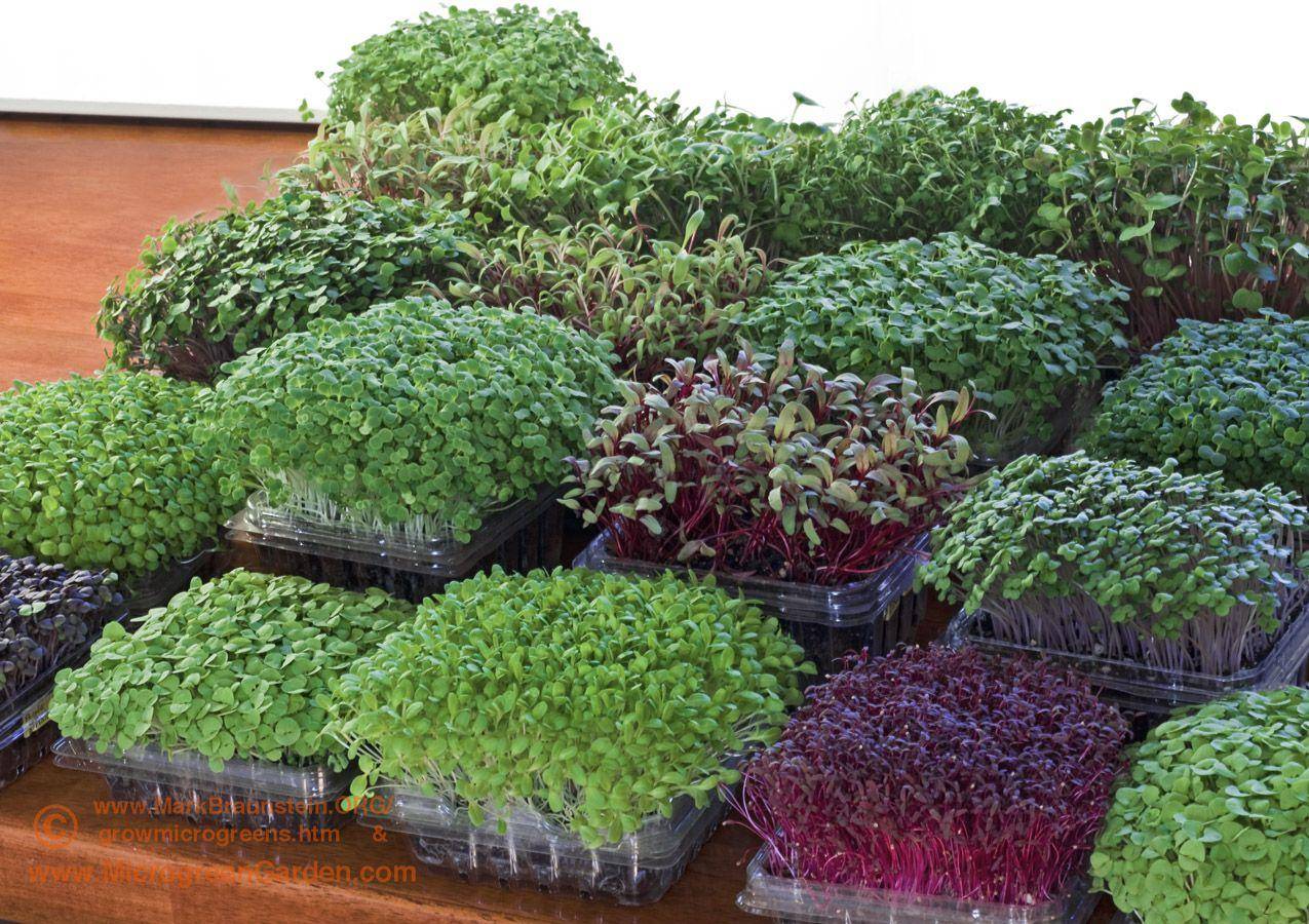 how to grow microgreens at home