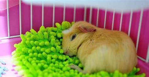 best beddings for guinea pigs