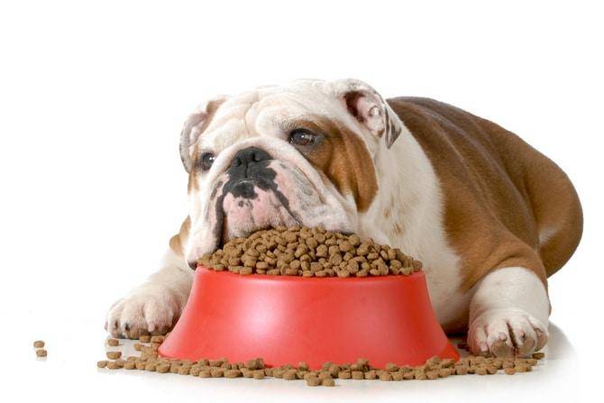 low protein dog food