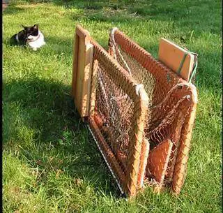 how to catch a feral kitten