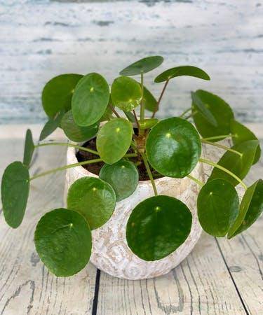 chinese money plant