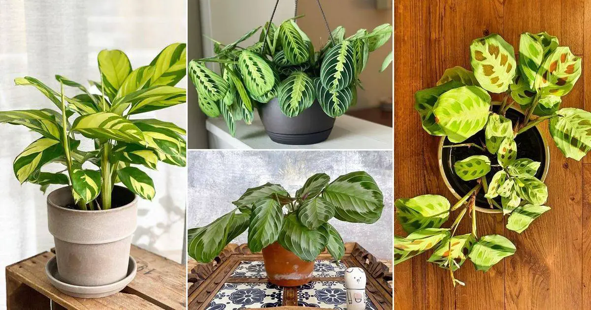 7 Spectacular Prayer Plant Grooming Tips For Your Home