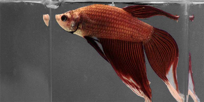 How Often Do You Feed a Betta Fish | Everything You Need To Know