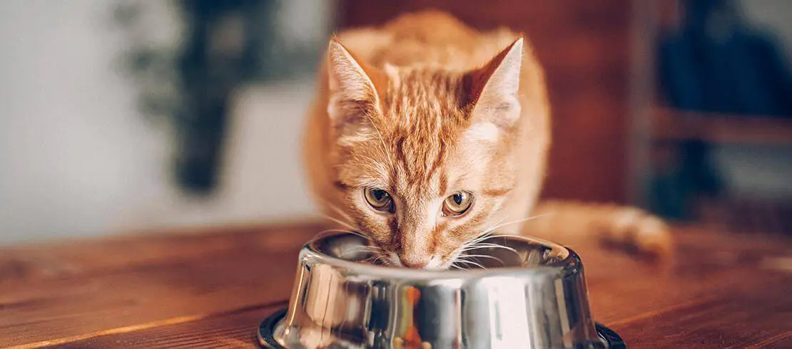 How Much Food To Feed Your Cat | Know These Important Things