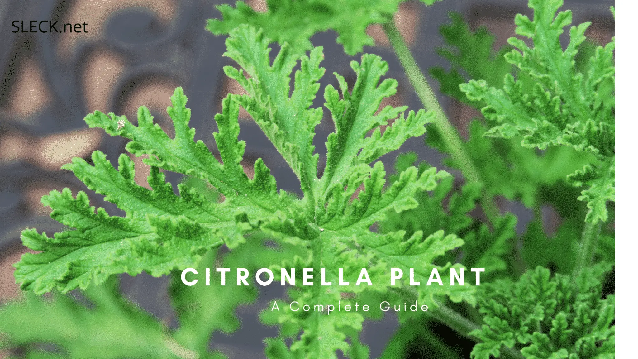 Citronella Plant | A Complete Guide