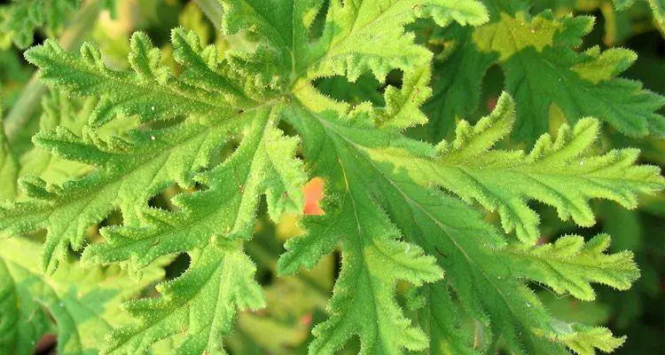 Citronella Plant 