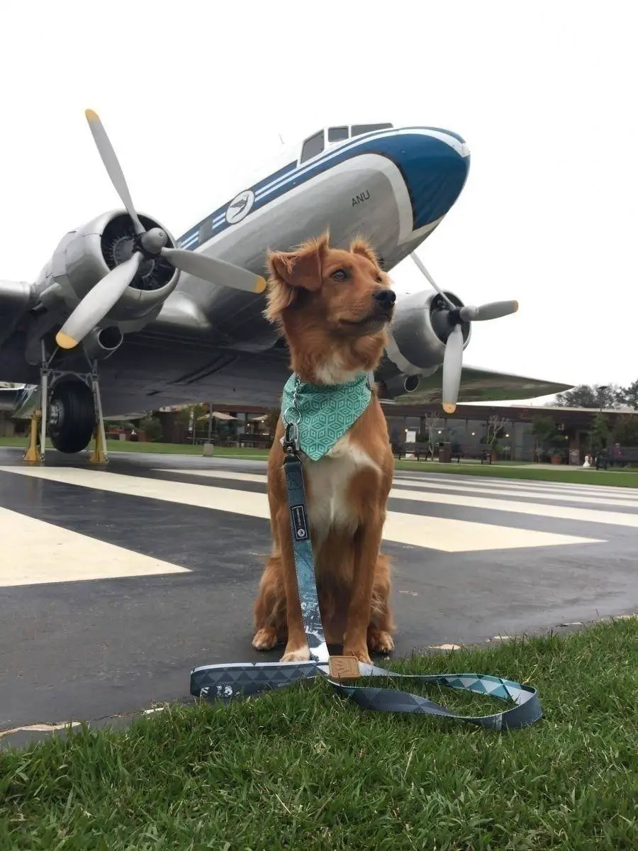 how much does it cost to fly with a dog