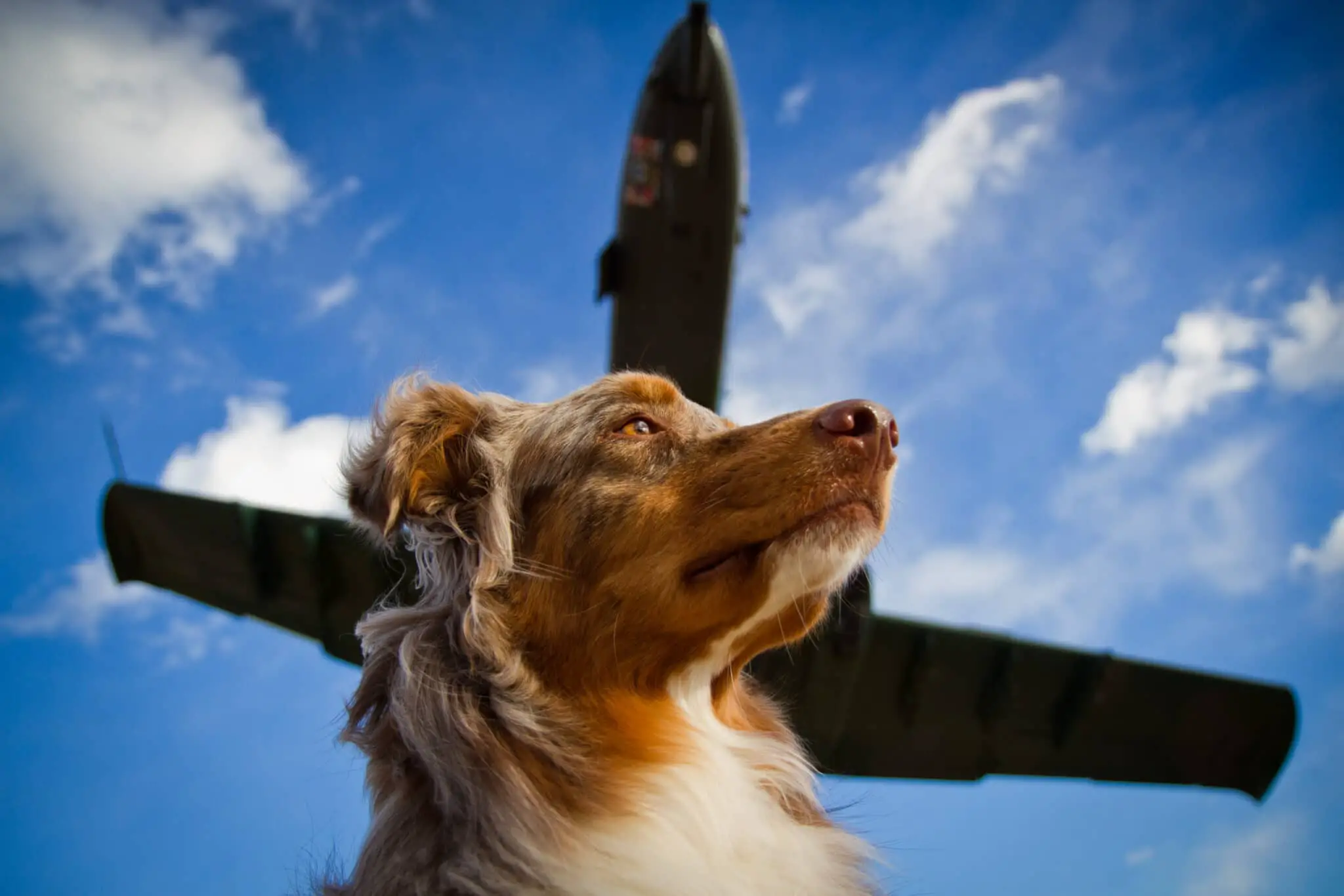 How much does it cost to fly with a Dog: A Detailed Study