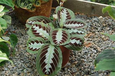 Prayer Plant