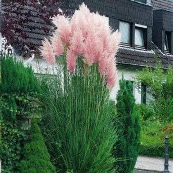 pampas grass