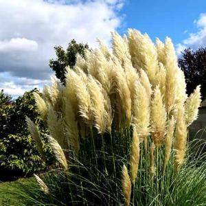 Pampas Grass